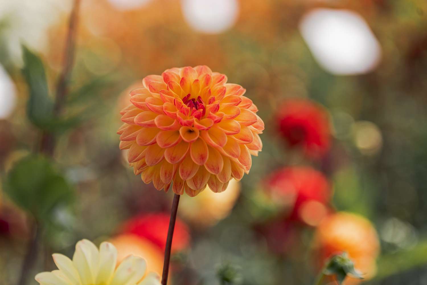 Daalia 'Jowey Chantal'